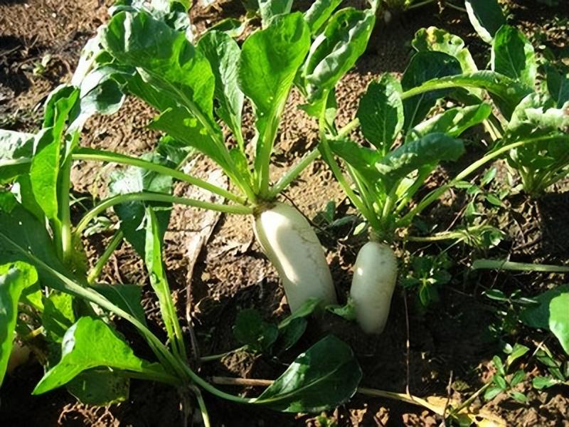萝卜种植注意事项：土壤、温度等要点全解析